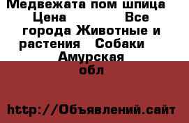 Медвежата пом шпица › Цена ­ 40 000 - Все города Животные и растения » Собаки   . Амурская обл.